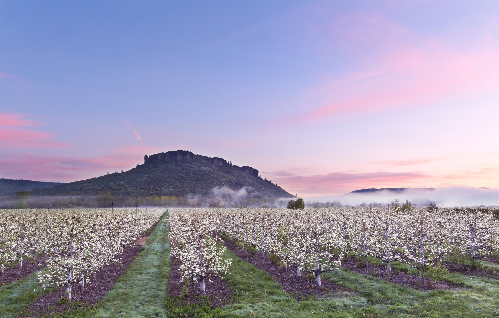 Photo of Table Rock Pear Blossoms